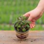 Sage – Purple – 4″ Pot